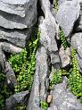 Maidenhair spleenwort