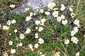 Mountain Avens