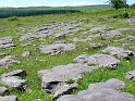 Flora-rich grassland and open pavements