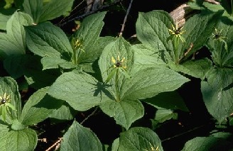 Herb Paris in flower