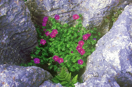 Bloody Crane's Bill