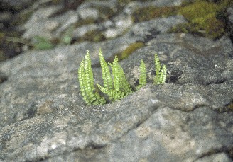 Green spleenwort