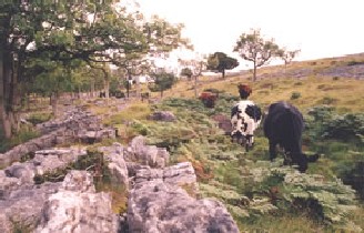 Cattle grazing at Whitbarrow Scar