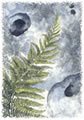 Limestone Pavement Conservation LOGO
