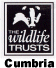 Link to Wildlife trusts Cumbria