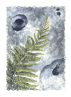 Limestone Pavement Action Group logo